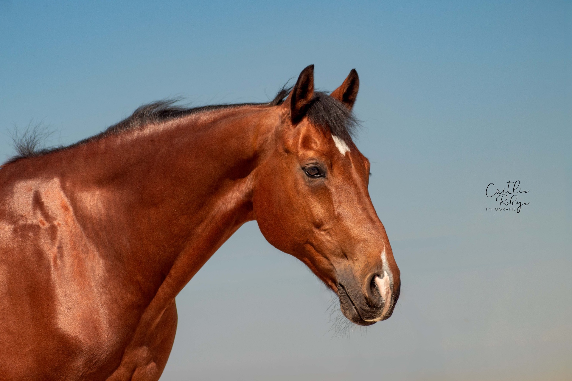 Portret van een bruin paard tegen een blauwe lucht