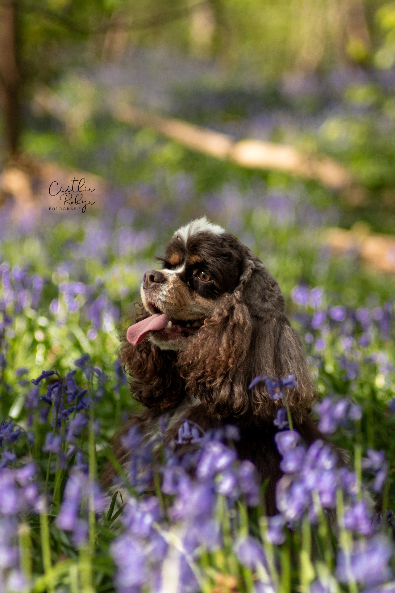 Cavalier King Charles Spaniël tussen de hyacinten