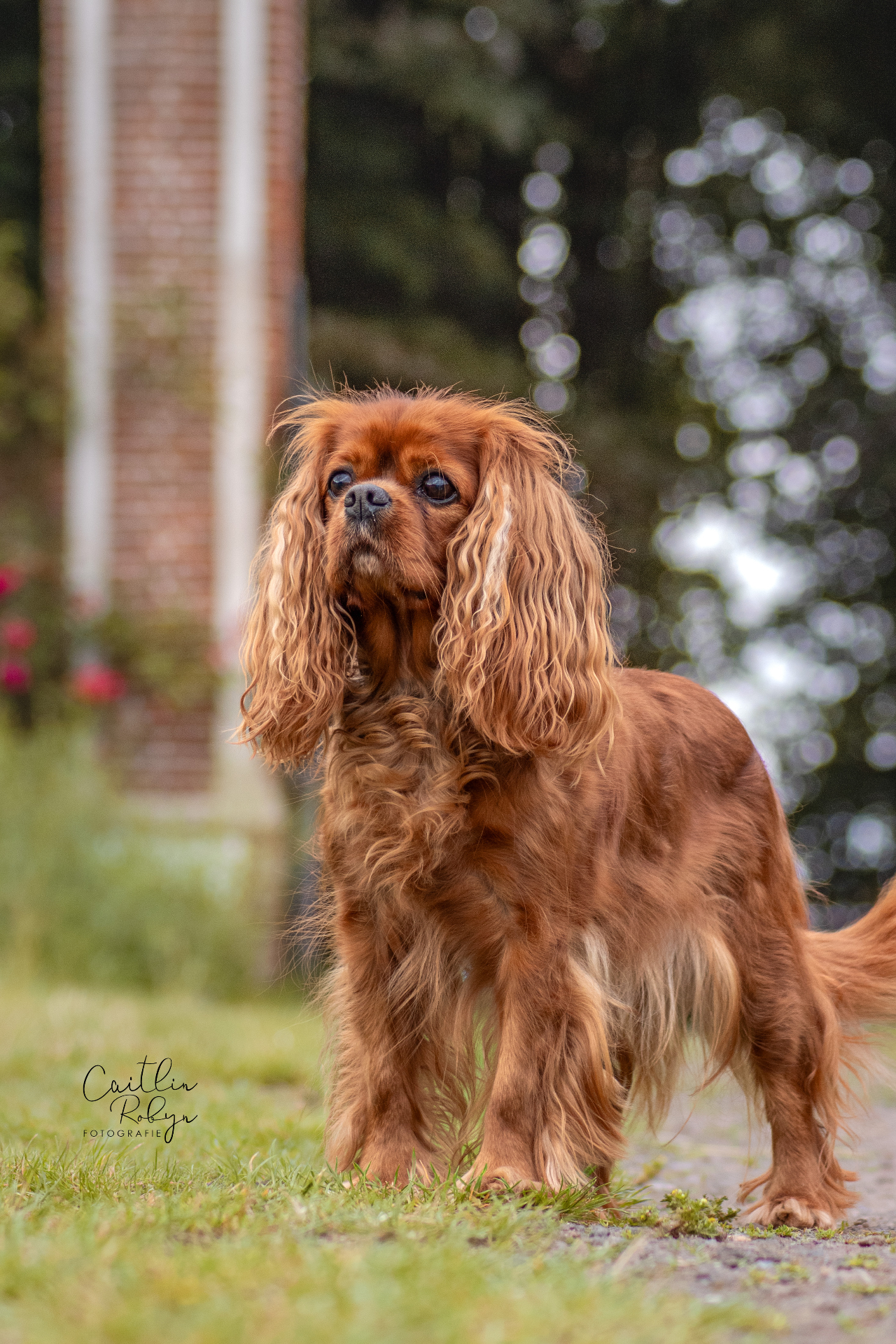 Cavalier King Charles Spaniël staand in de tuin