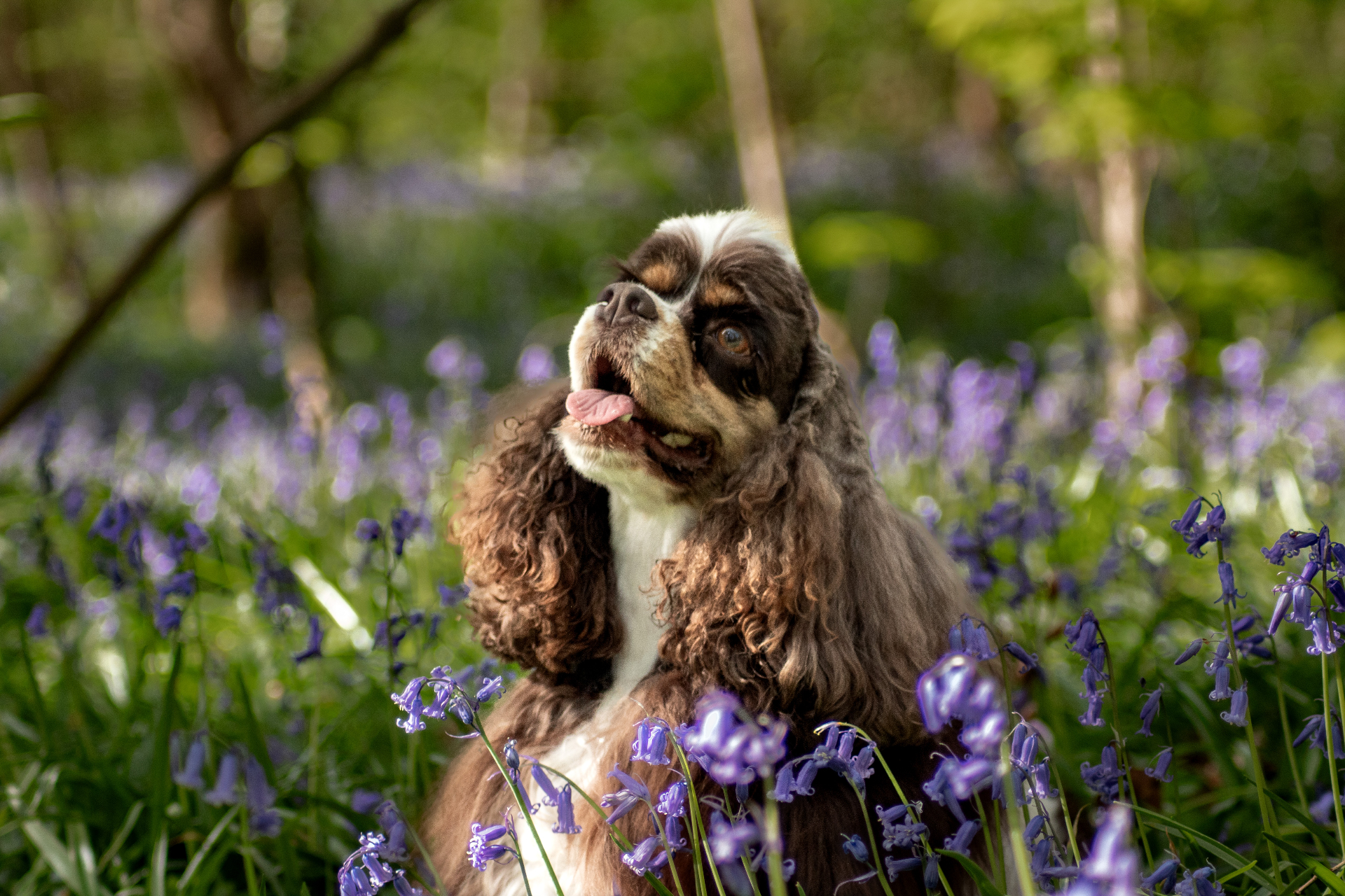 Hond tussen de boshyacinten