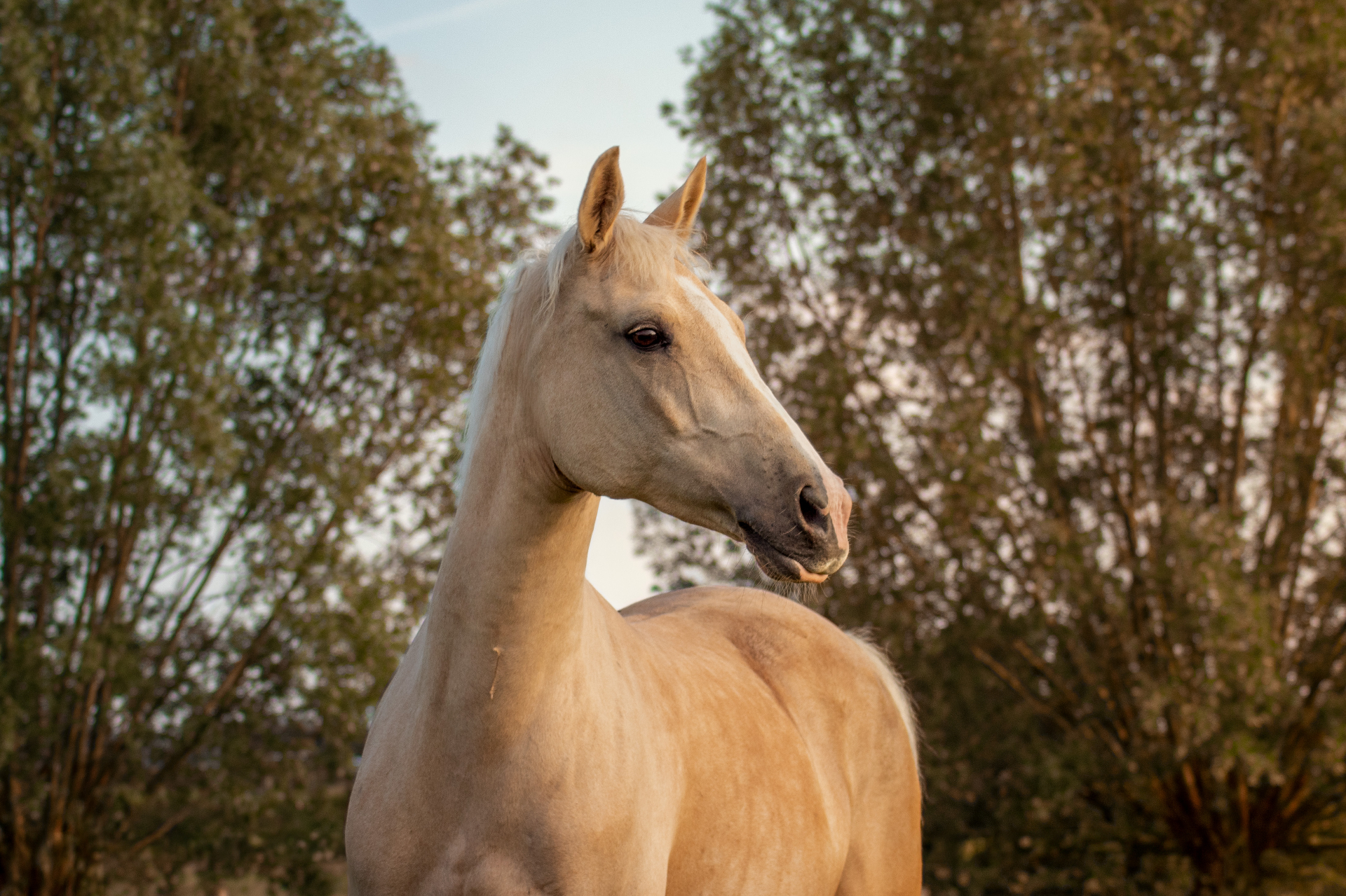 Paardenfotografie